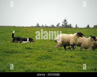 Enthusiastische Schäferhunde Rennen nach dem Laufen Nachzügler aus Herde von wollig schwarz gesichtigen Hügel Schafe in Gras Wiese in Eden Valley, Cumbria, England, Großbritannien Stockfoto