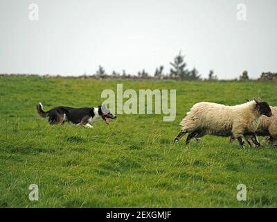 Enthusiastische Schäferhunde Rennen nach dem Laufen Nachzügler aus Herde von wollig schwarz gesichtigen Hügel Schafe in Gras Wiese in Eden Valley, Cumbria, England, Großbritannien Stockfoto