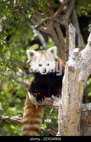 Roter Panda isst regelmäßige Ernährung mit Bambussprossen und Äste Stockfoto