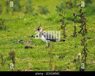 Single unreife Northern Kiebitz oder Peewit (Vanellus vanellus) mit sich entwickelnden Kamm auf rauer Weide, wo sie flügge in Cumbria, England, Großbritannien Stockfoto