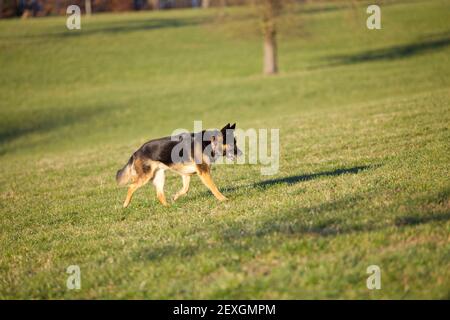 Deutscher Schäferhund laufen frei in Wiese Stockfoto