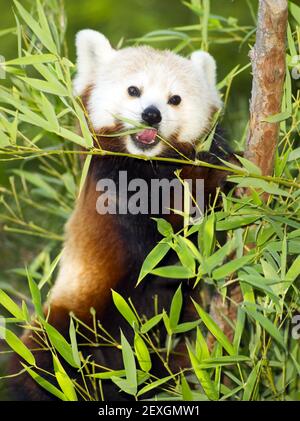 Roter Panda isst regelmäßige Ernährung mit Bambussprossen und Äste Stockfoto
