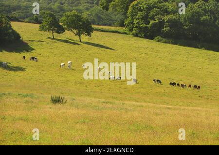 Blick über den Fluss Fal von den Trelissick Wiesen Gärten Stockfoto