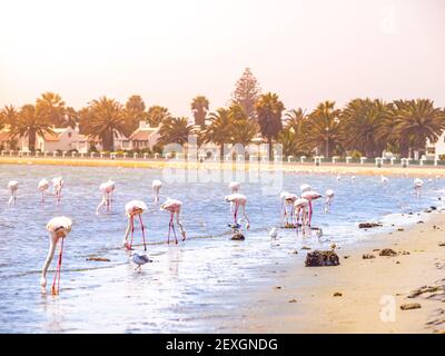 Flamingos essen aus flachem Wasser Stockfoto