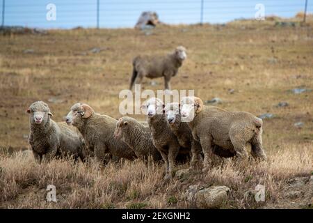 Eine Herde Merinoschafe und Widder mit lockigen Hörnern Grasen in einem trockenen Sommerfeld auf einem Hügel Bauernhof In Central Otago Stockfoto