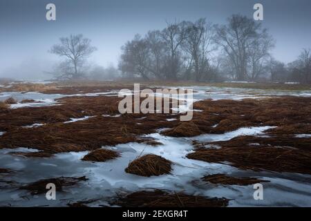 Willow im Feuchtgebiet des Flusses Turiec in der Nordslowakei. Stockfoto