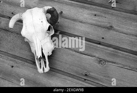 Die Kuh Schädel Montiert Holzschuppen Stockfoto