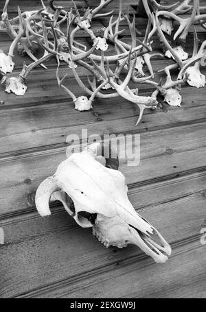 Tierschädel und Holzschuppen für Antler Stockfoto