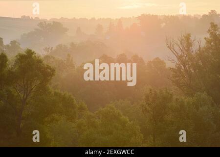 Sommerlandschaft. Grüne Bäume und Sonnenwende aufgehende Sonne im Nebel Stockfoto