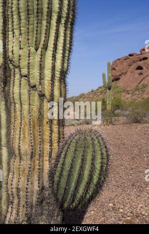 Arizona Wüste Landschaft roten Felsen mit Kaktus Stockfoto