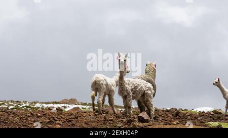 2 Lamas und ein Alpaka und Baby Alpaka in Pampas galeras, Peru Stockfoto