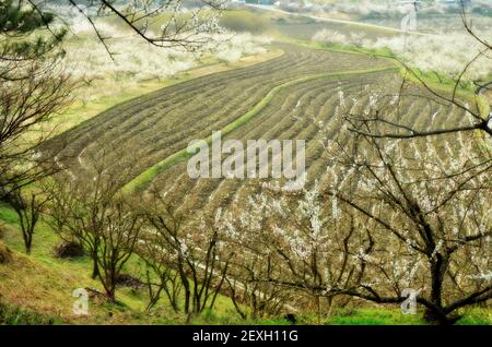 Gepflügtes Feld im Frühling im Dorf Maehwa, Gwangyang, Südkorea. Stockfoto