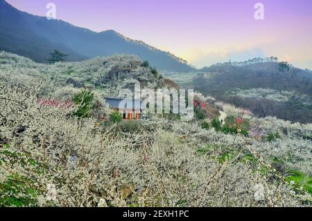 Frühlingslandschaft in Gwangyang, Südkorea, während des Maehwa Blumenfestes, 03-26-2016 Stockfoto