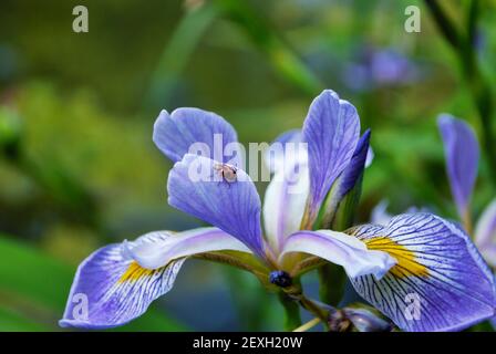 Ladybug an einer lila und gelben Irisblume und Knospe in meinem Garten Stockfoto