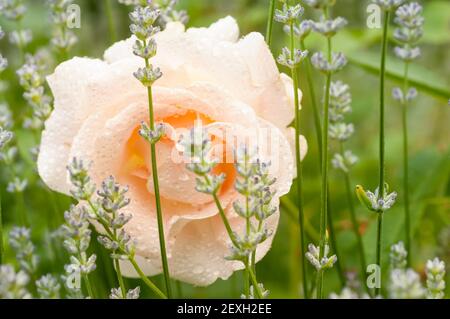 Pfirsichfarbene Rose und Lavendel Stockfoto