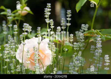 Pfirsichfarbene Rose und Lavendel Stockfoto