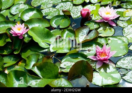 Rosa Seerosen nach einem Sommerregen Stockfoto