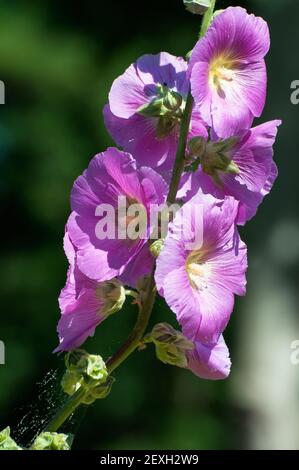 Rosa Alcea rosea oder gemeiner Hollyhock Stockfoto