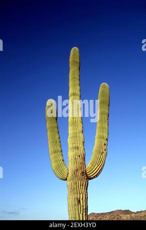 Kaktus in der Wüste bei Phoenix, AZ Stockfoto