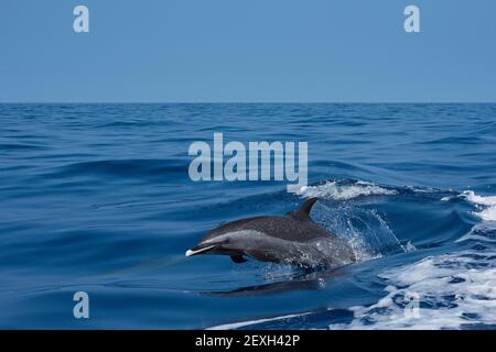 Pantropical Fleckdelfin, Stenella attenuata, Porpoising aus dem Wasser mit hoher Geschwindigkeit, Südkona, Hawaii ( die große Insel ), USA, Pazifischer Ozean Stockfoto