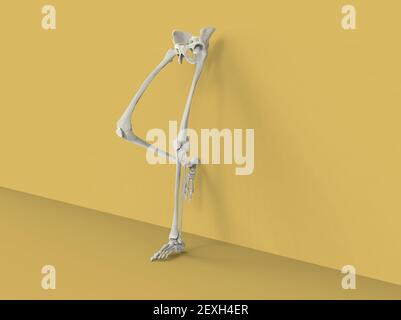 Modell von menschlichen Beinen und Hüften auf gelbem Hintergrund, 3D Render Stockfoto
