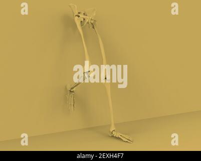 Modell von menschlichen Beinen und Hüften auf orangefarbenem Hintergrund, 3D Render Stockfoto