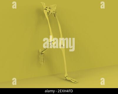 Modell von menschlichen Beinen und Hüften auf gelbem Hintergrund, 3D Render Stockfoto