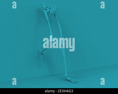 Modell der menschlichen Beine und Hüften, 3D Render Stockfoto