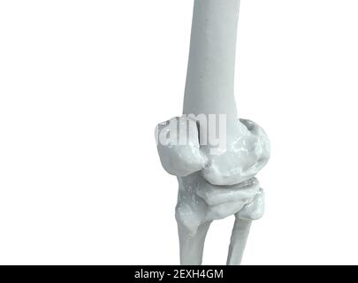 Modell des menschlichen Knies auf weißem Hintergrund, 3D Render Stockfoto