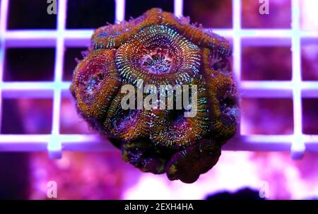 Acanthastrea lordhowensis bunte LPS Koralle Stockfoto