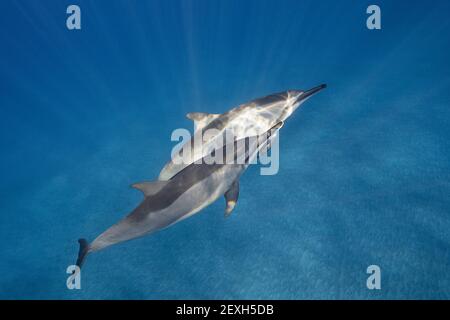 Hawaiianische Spinnendelfine oder Grauer Spinnendelfin, Stenella longirostris longirostris, Ho'okena, Südkona, Hawaii ( die große Insel ), USA Stockfoto