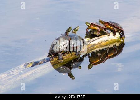 Schildkröten Sonnenbaden auf einem Baumstamm in einem Teich Stockfoto