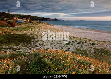 Frühlingsdünen bei Sonnenaufgang am Strand von Whiritoa am Coromandel Halbinsel auf der Nordinsel Neuseelands Stockfoto