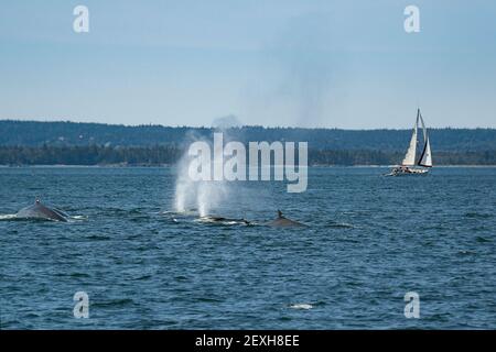 Finnwale oder Finback Wale, Balaenoptera physalus, in kooperativer Futtergruppe, blasen oder spüßen Grand Manan Island, NB, Bay of Fundy, Kanada Stockfoto