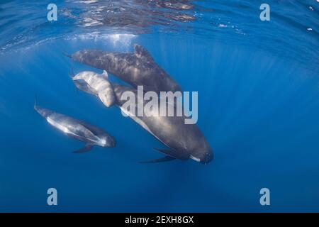 Langflossentäuberwale, Globicephala melas, Erwachsene mit jungem und kleinem Kalb, Meerenge von Gibraltar ( Nordatlantik ) Stockfoto