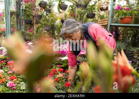 Eine freundliche hispanische Gärtnerin, die Blumen in einer Gärtnerei gießt Stockfoto
