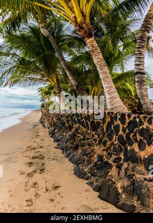 Lava Rock Wall und Palmen am Lahaina Beach, Lahaina, Maui, Hawaii, USA Stockfoto