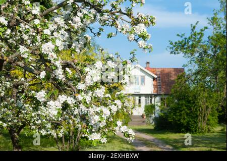 Blühender Apfelbaum vor einem Bauernhaus in der Stockfoto