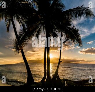 Sonnenuntergang über Lanai mit Palm Tree Silhouette, über Lahaina Bay, Maui, Hawaii, USA Stockfoto