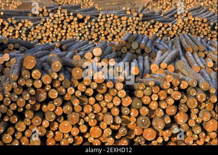 Sägewerk Log Haufen Holz bereit für die Verarbeitung Stockfoto