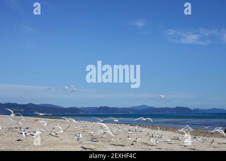 Seescharen am Kuaotunu Strand auf der Coromandel Halbinsel Auf der Nordinsel Neuseelands Stockfoto