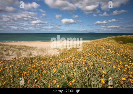 Frühlingsblumen auf den Dünen von Whiritoa Beach, Coromandel Stockfoto