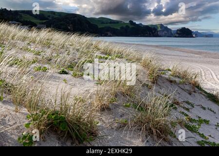 Sanddünen am Strand von Whiritoa auf der Halbinsel Coromandel in Neuseelands Nordinsel Stockfoto