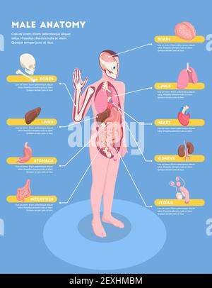 Männliche Anatomie Infografiken mit inneren Organen Icons 3D isometrischer Vektor Abbildung Stock Vektor