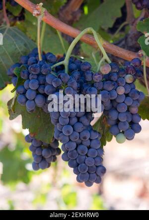 Traube vertikale Zusammensetzung noch auf Vine Land Weinberg Stockfoto