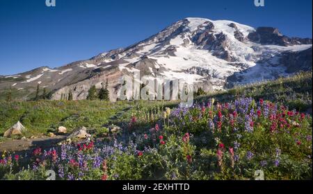 Mt. Rainier und Wildblumen in voller Blüte Stockfoto