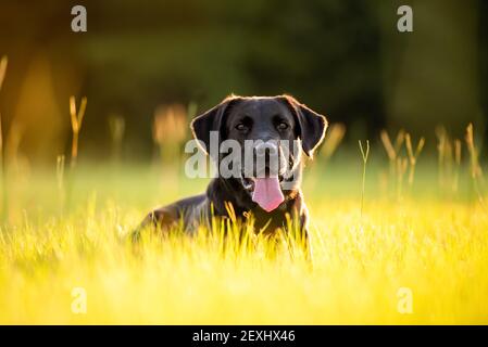 Black Labrador in einem grasbewachsenen Feld bei Sonnenuntergang genießen parken Stockfoto