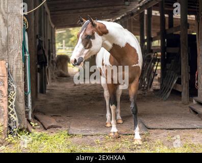 American Paint Horse Stute mit blauen Augen Stockfoto