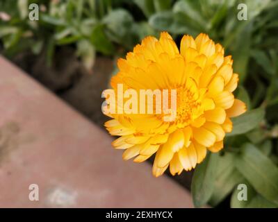 Eine gelbe Ringelblume blüht im Garten Stockfoto