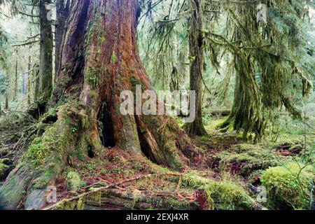 Giant Red Cedar Tree Stump Moos Bedeckt Wachstum Hoh Regenwald Stockfoto